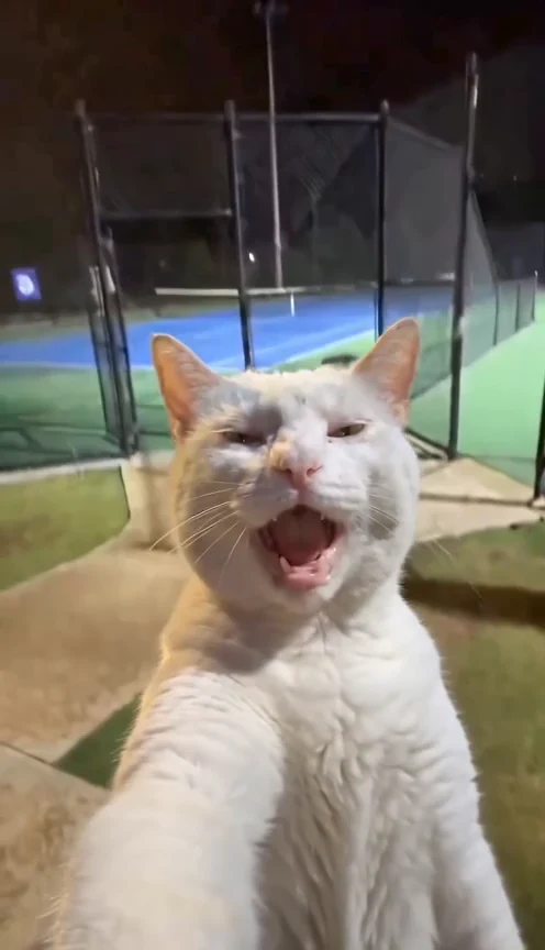 Suit Cat